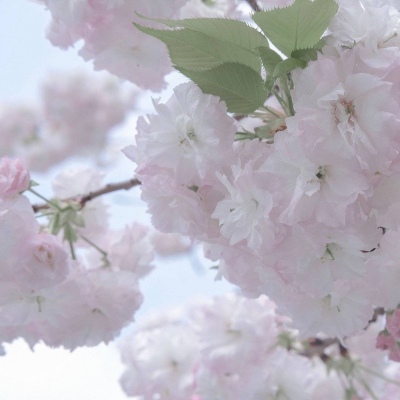 雁塔FurryQQ群介绍